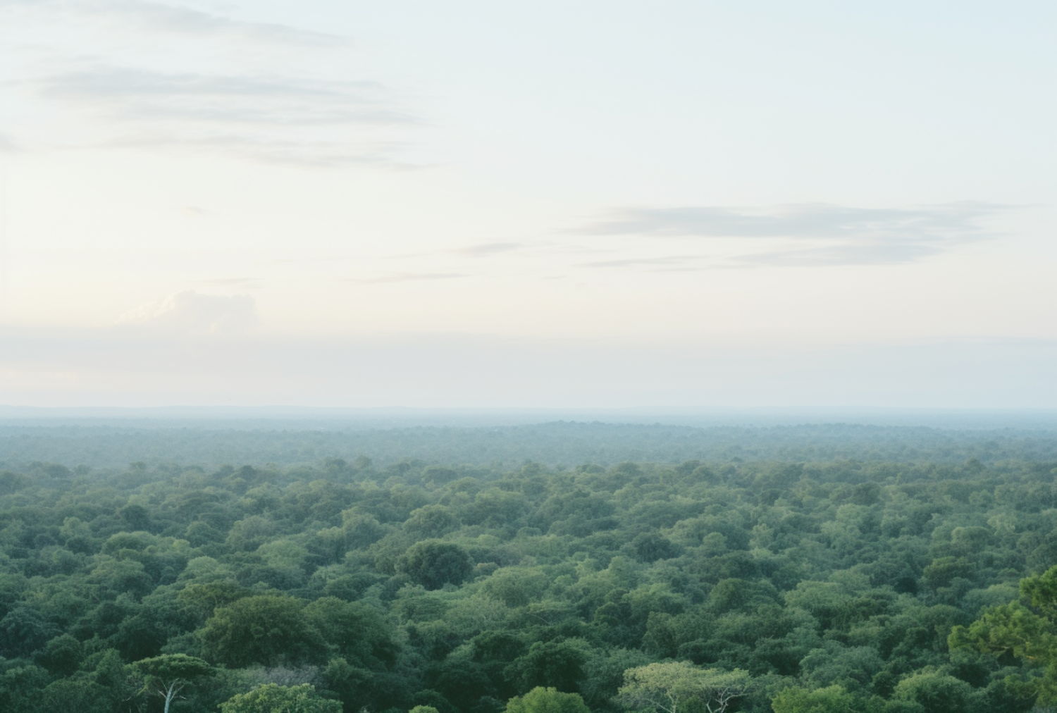 Lush green forest under blue sky